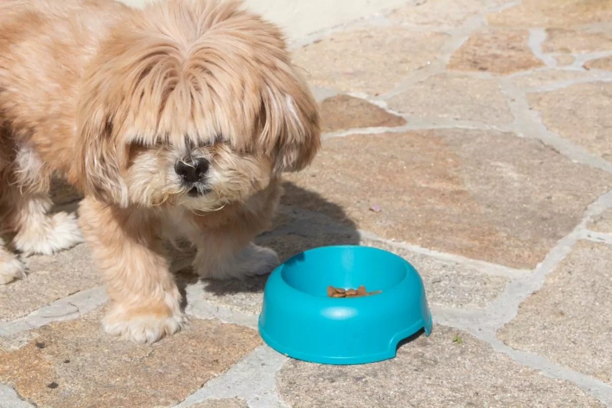 Dog eating in a bowl