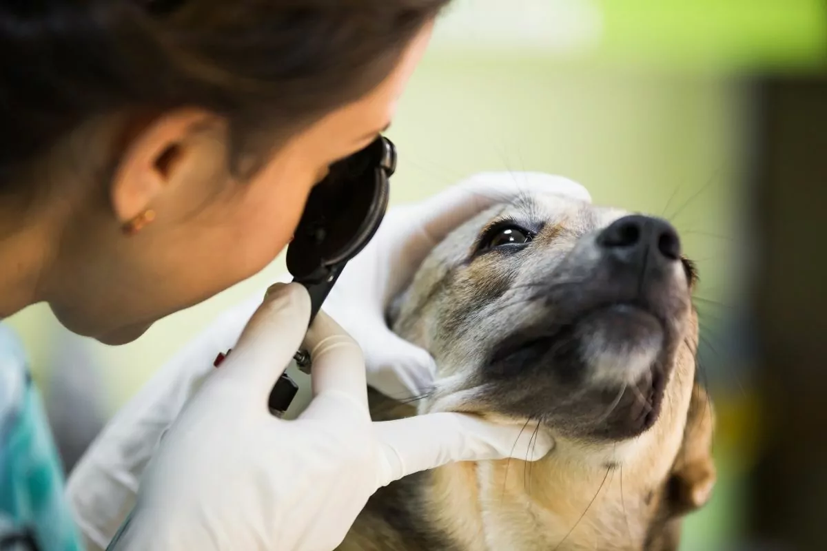 Dog eye control at vet