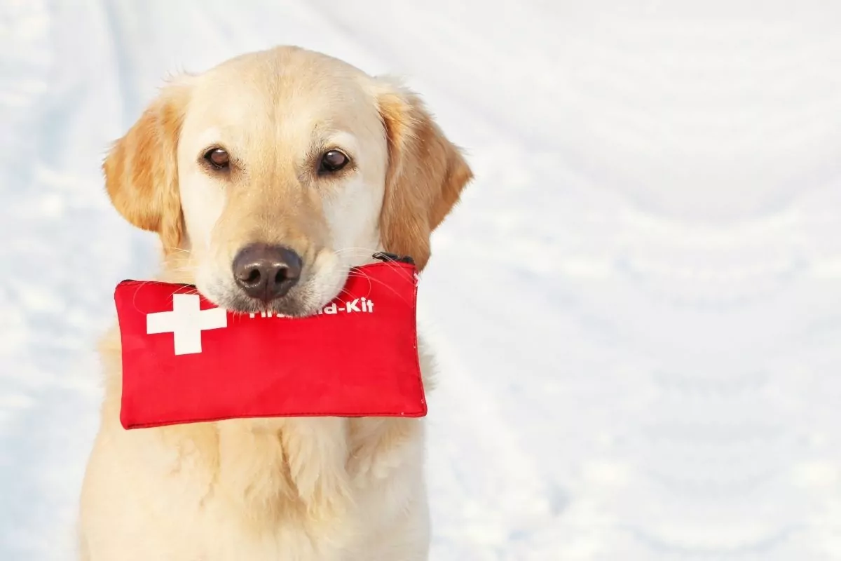 Dog holding First-Aid-Kit