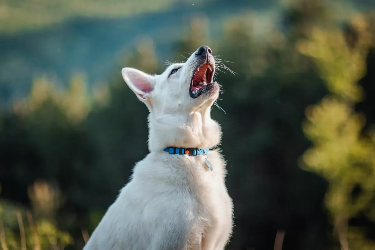 Dog sneezing