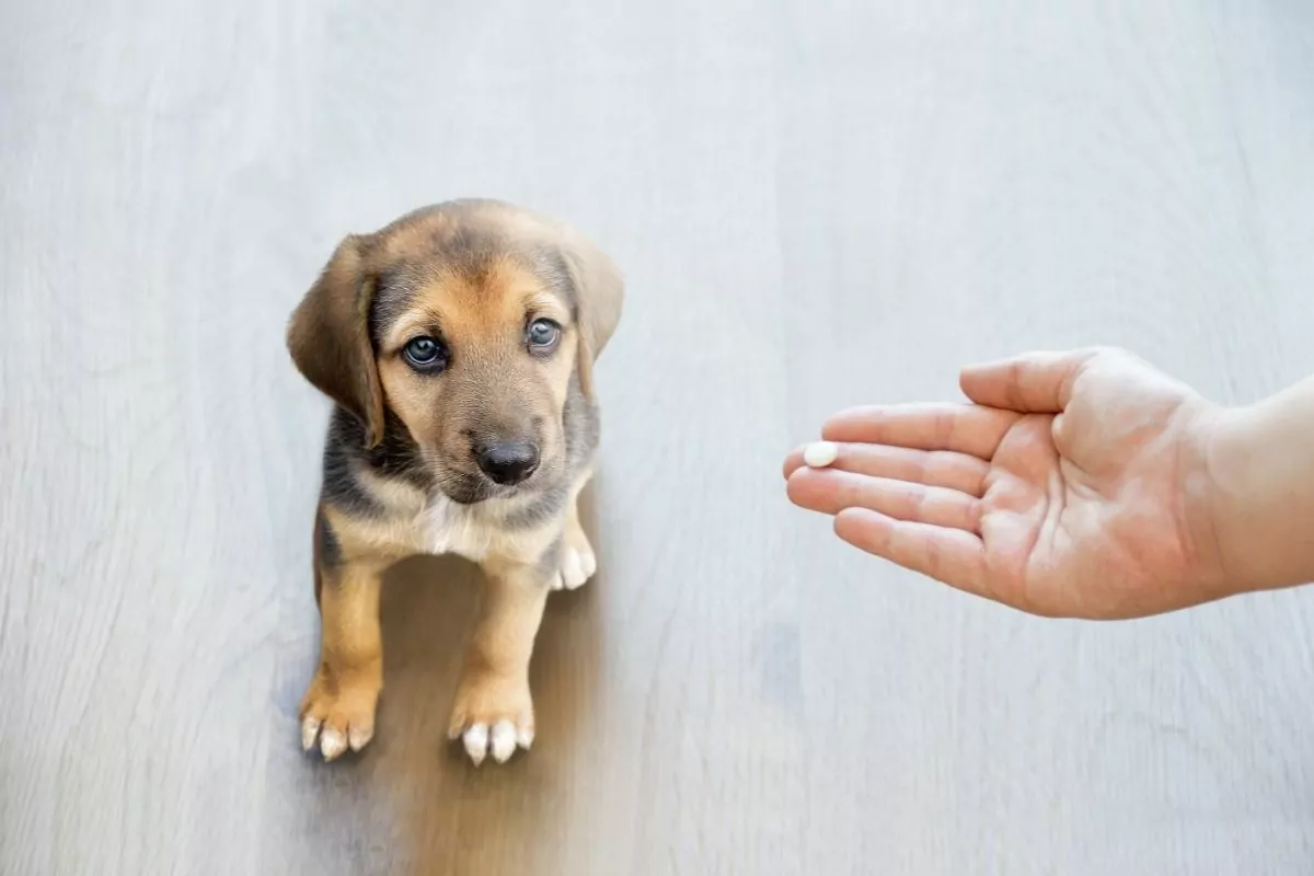 person offering a puppy a metamucil pill