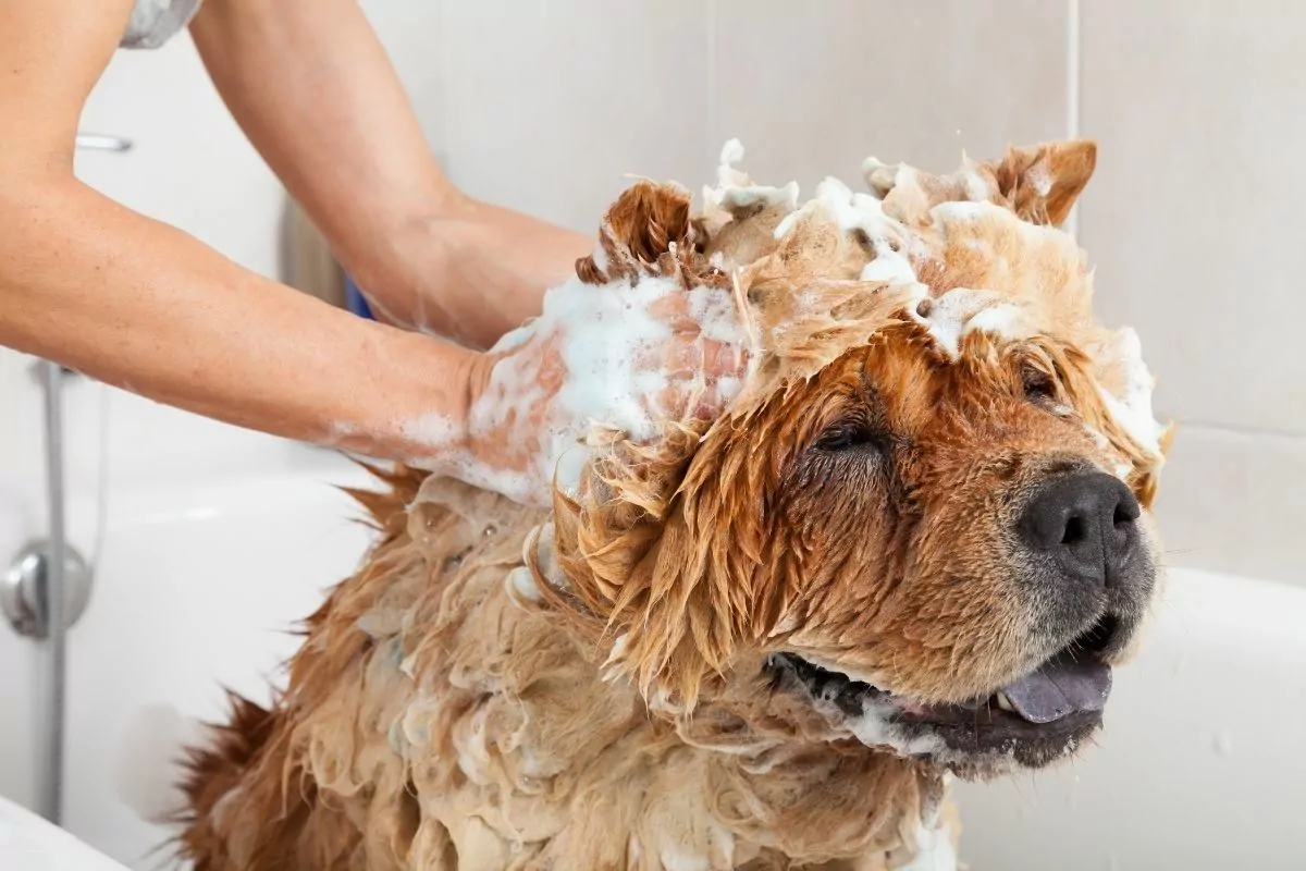 Dog with shampoo