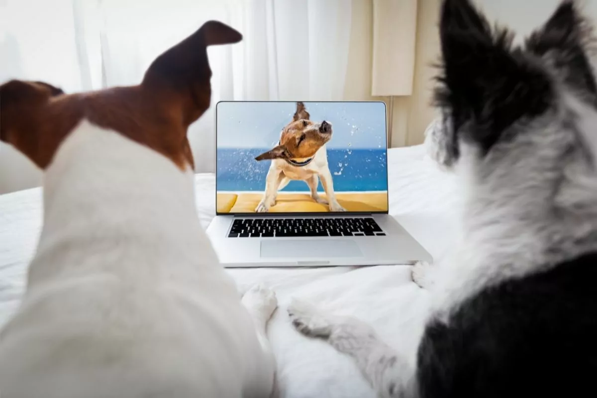 Dogs Watching a Movie