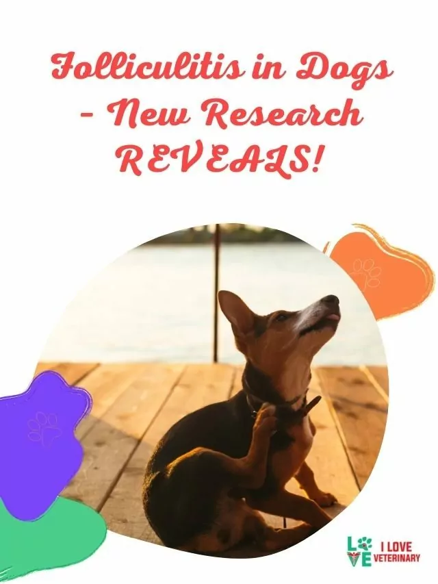 Folliculitis in Dogs – New Research REVEALS!