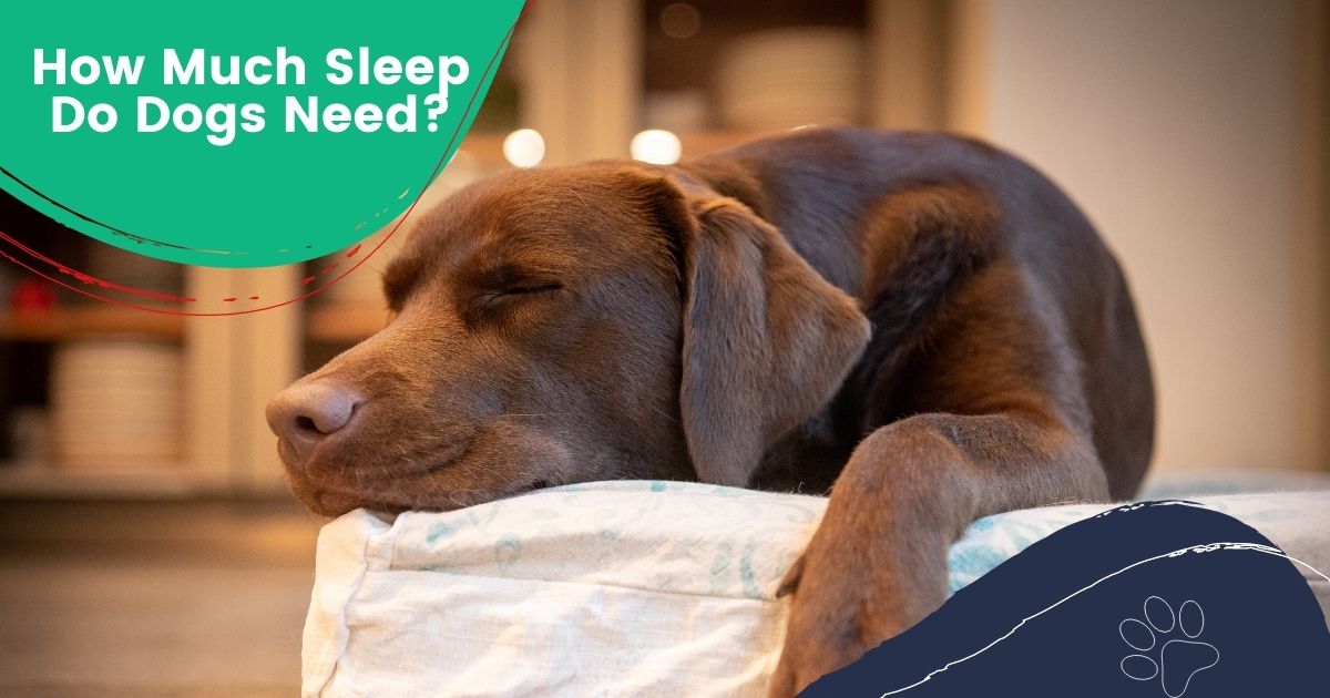 di quanto sonno hanno bisogno i cani