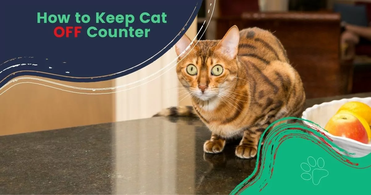 how to keep cat off counter