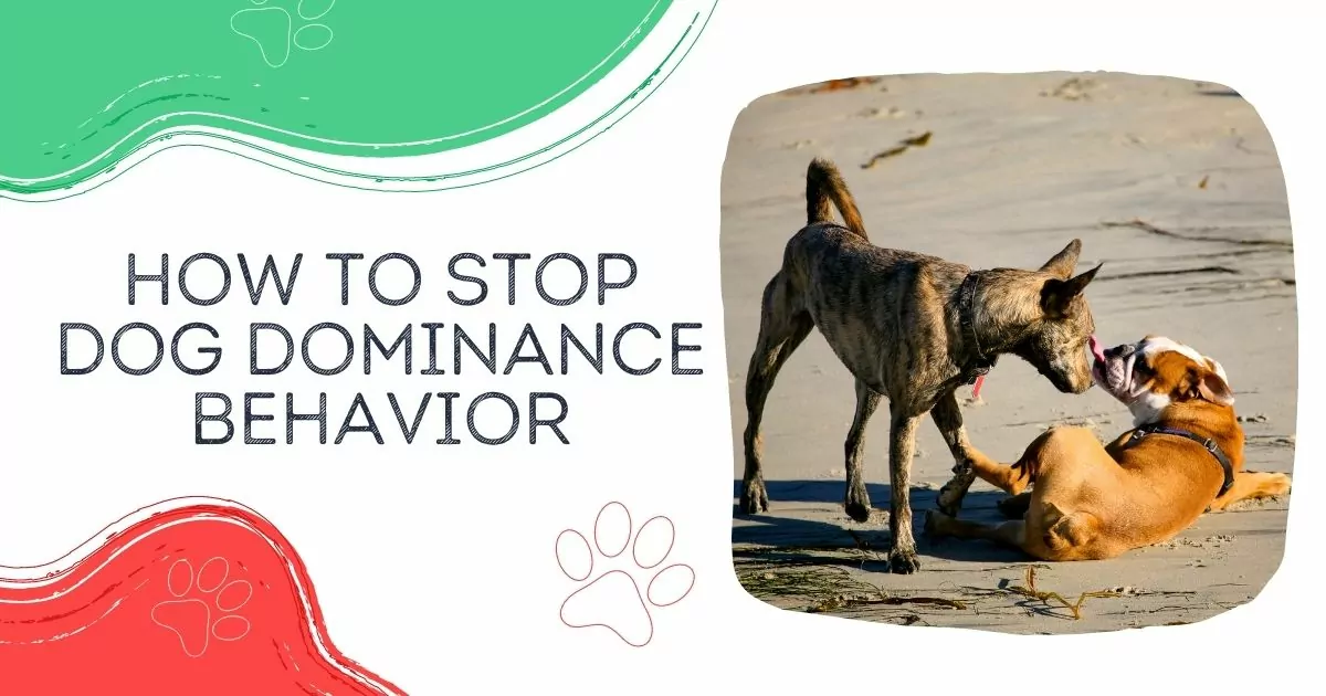 how to stop dog dominance behavior