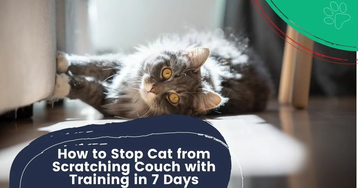 how to stop cat from scratching couch