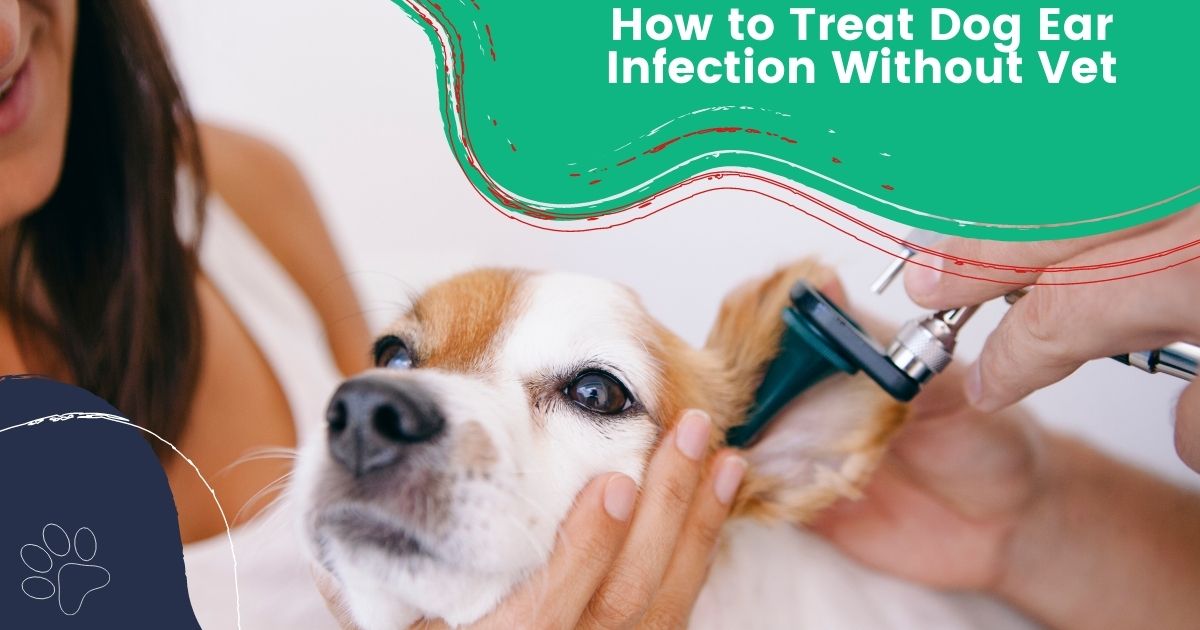 come trattare l'infezione all'orecchio del cane senza veterinario