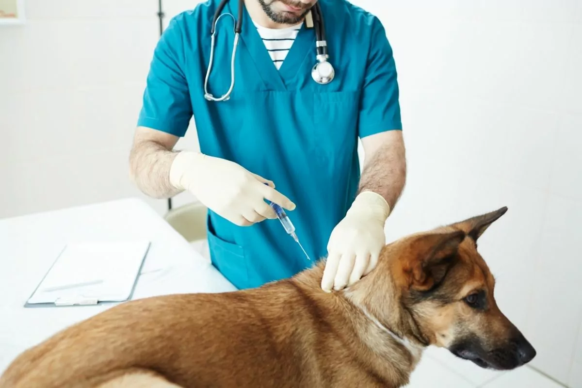 Injection for dog