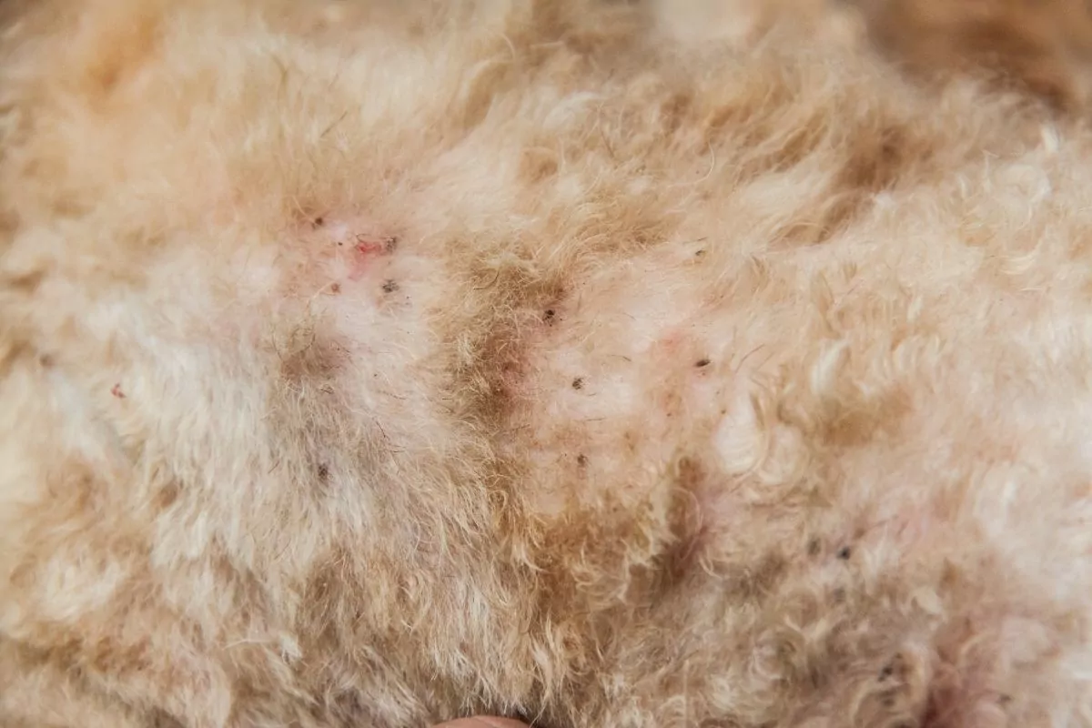 Multiple mites and fleas infected on dog fur skin