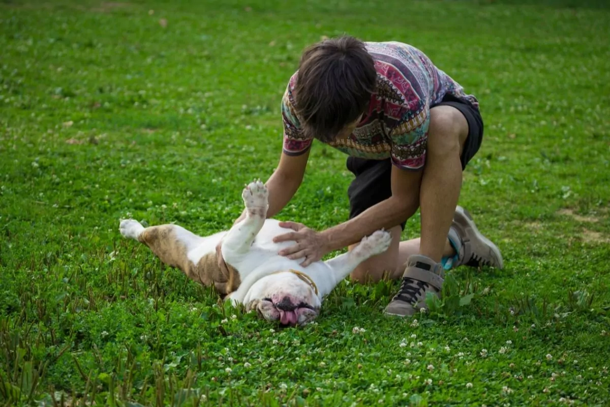 Owner Rubbing His Dog Belly