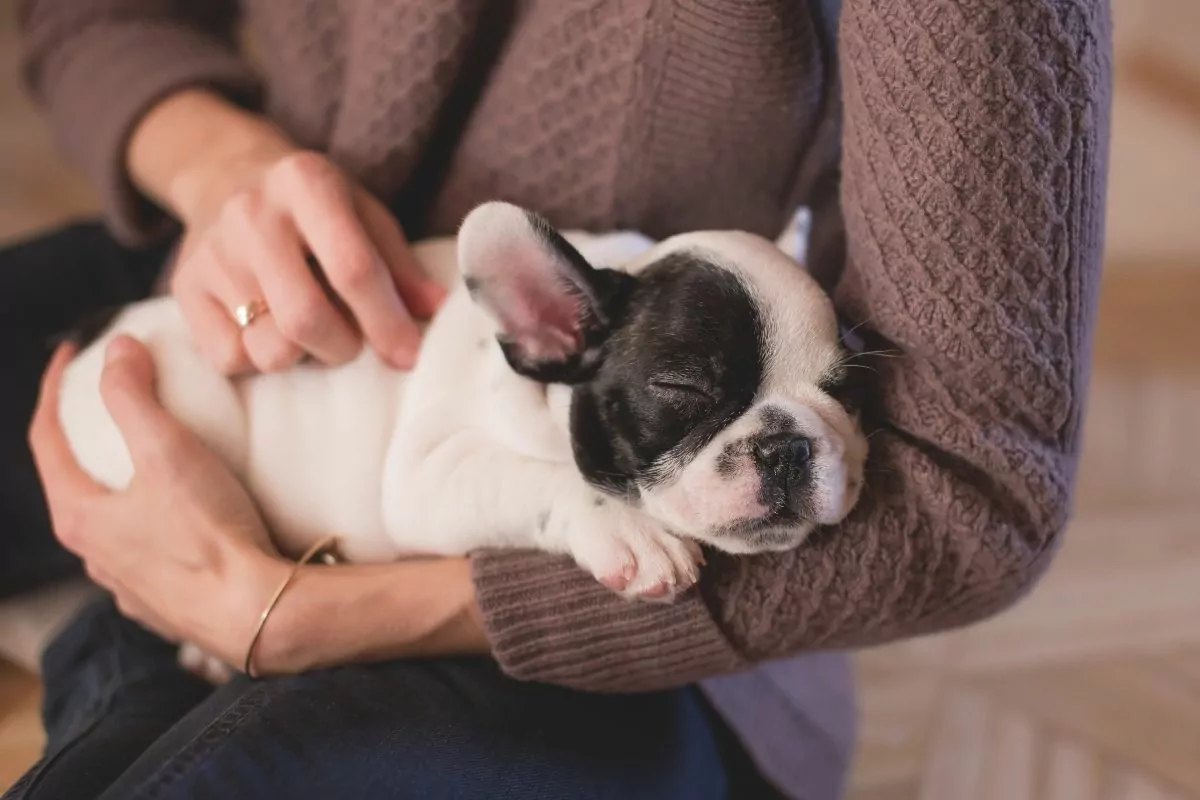 Person Holding White and Black Puppy