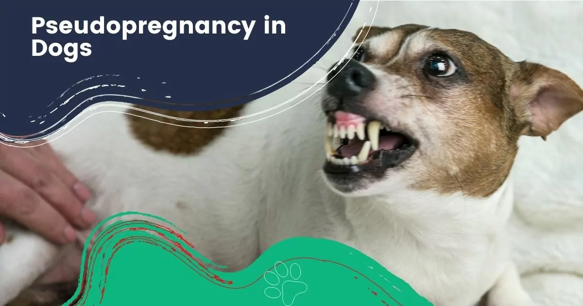pseudopregnancy in dogs