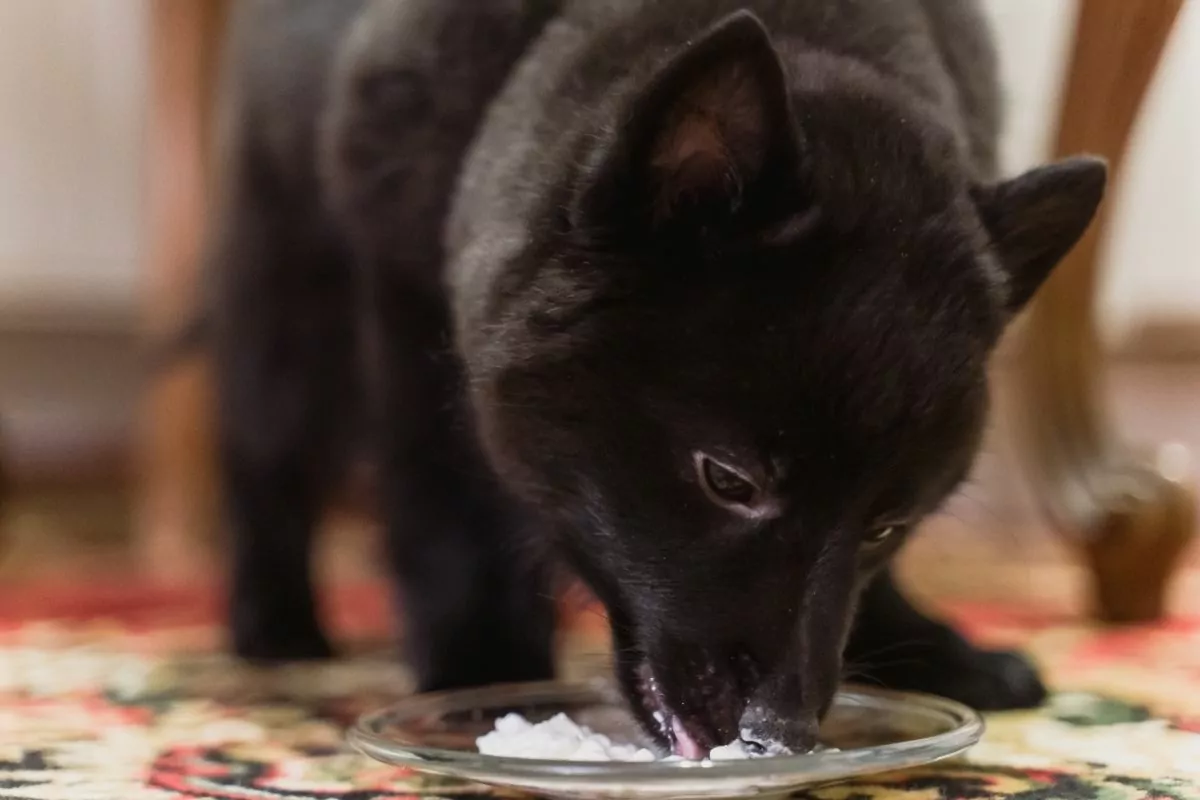 black puppy eating cottage cheese