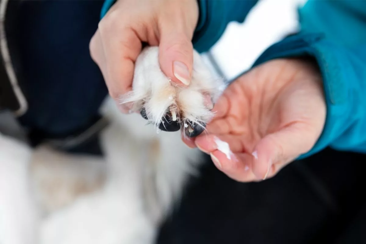 Putting paw balm for protection on dog