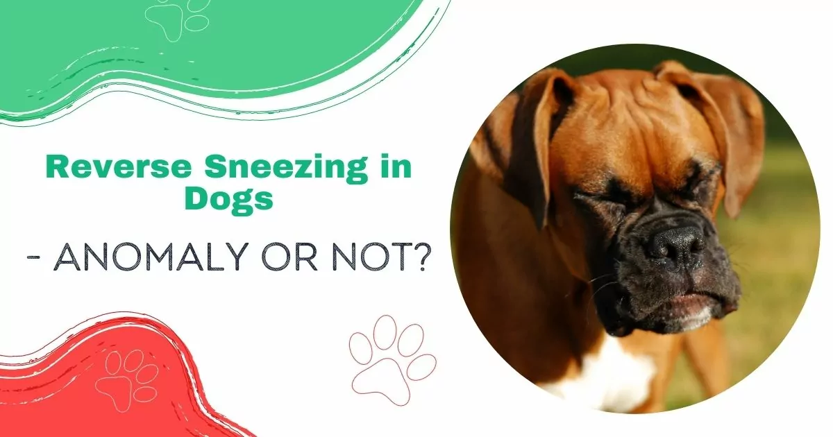 reverse sneezing in dogs