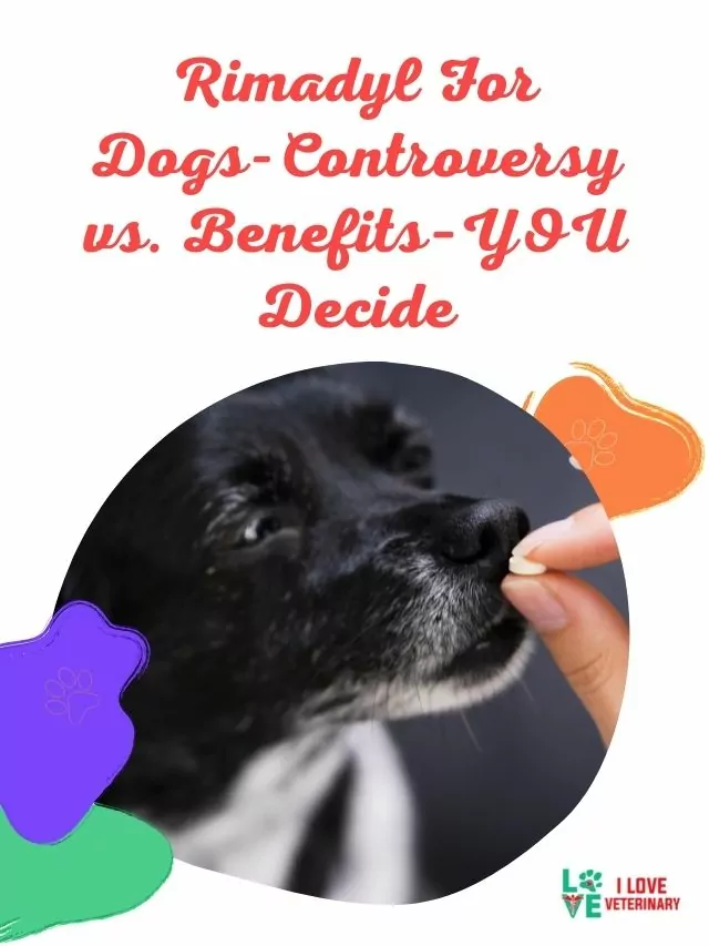 Rimadyl For Dogs-Controversy vs. Benefits–YOU Decide