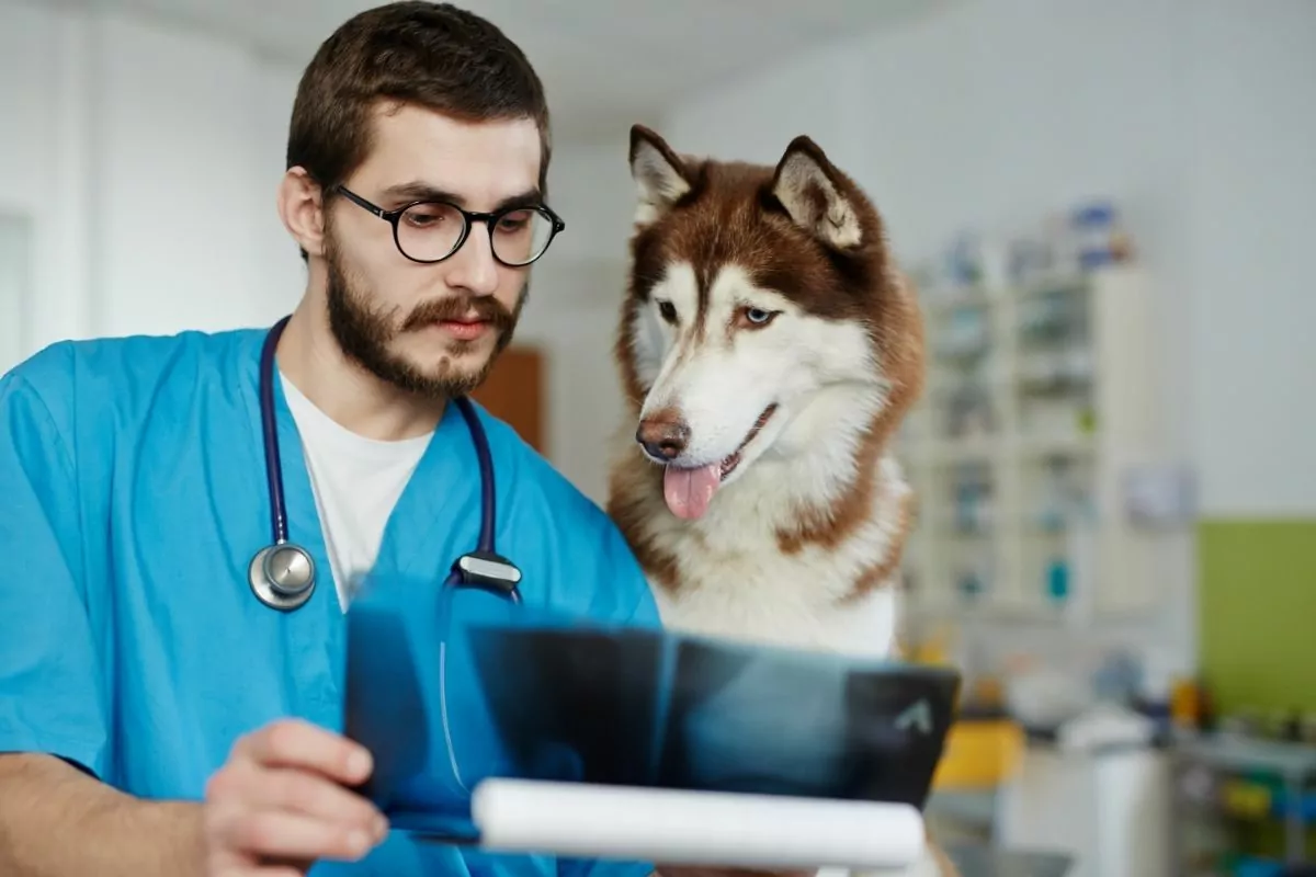 Showing x-ray to dog