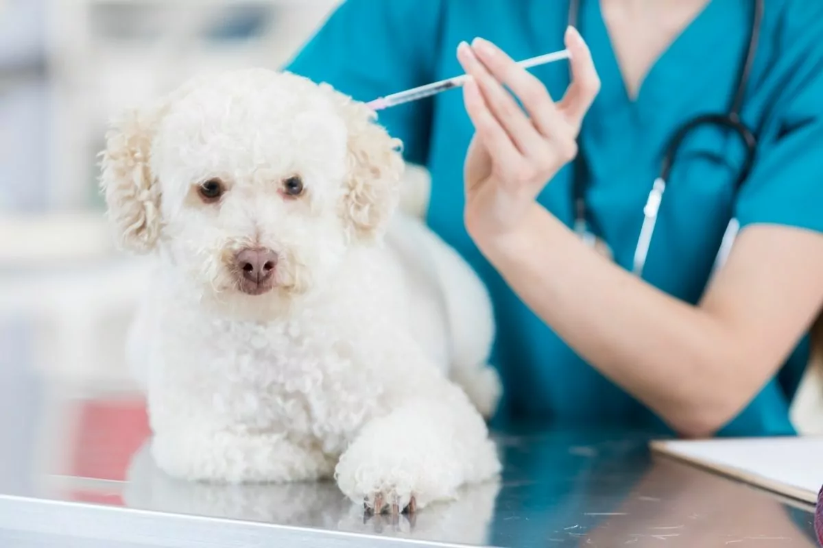 Small dog receives vaccination