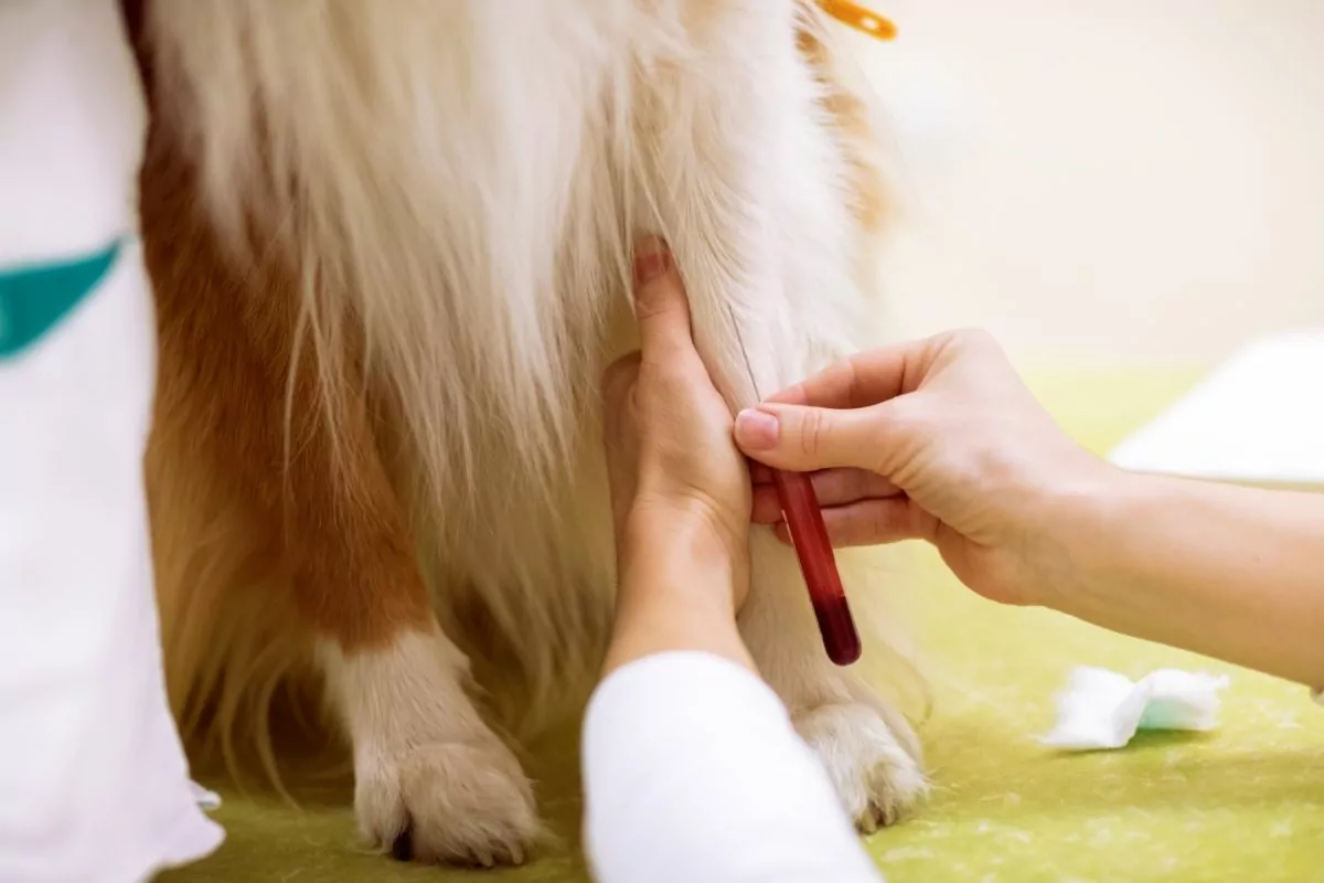 Taking a sample of blood from dog for analysis
