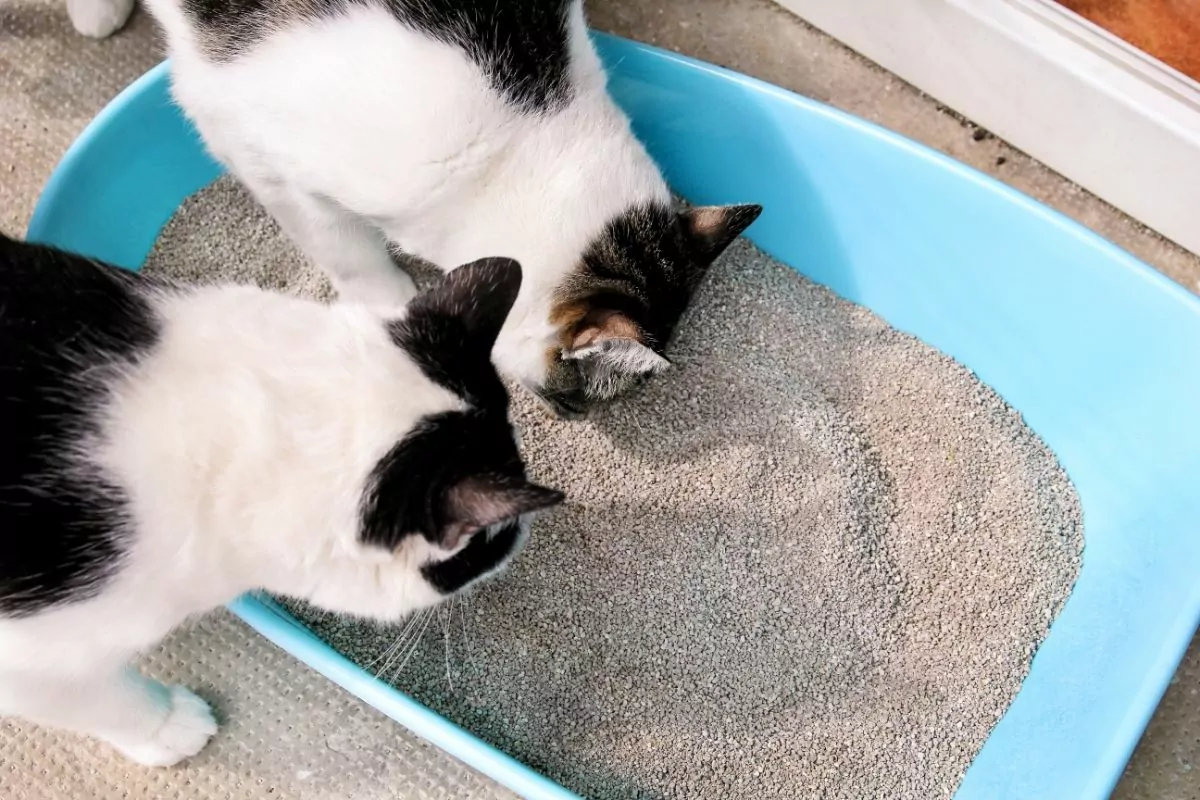 Two cats in litter box