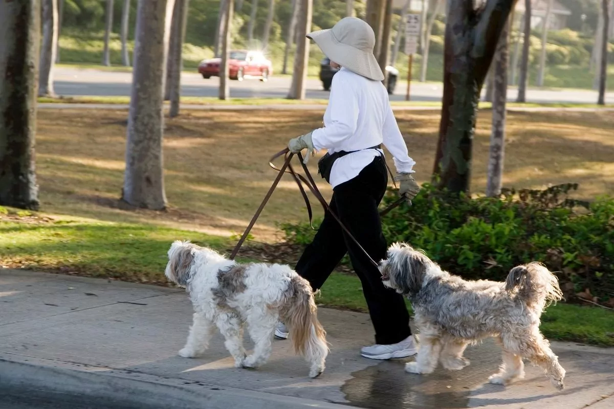 Two dogs walking