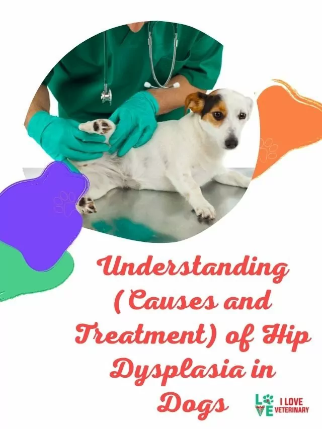 Understanding (Causes and Treatment) of Hip Dysplasia in Dogs
