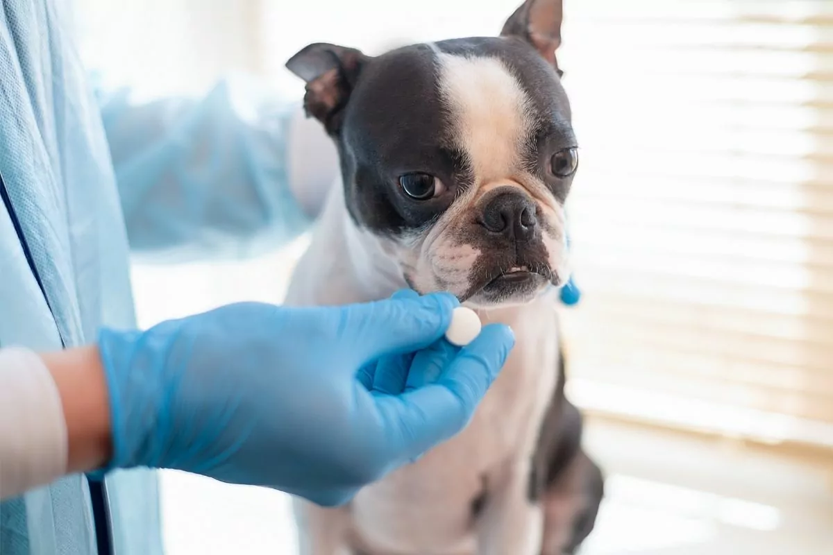 Veterinarian Is Holding Dog and Giving Pill 