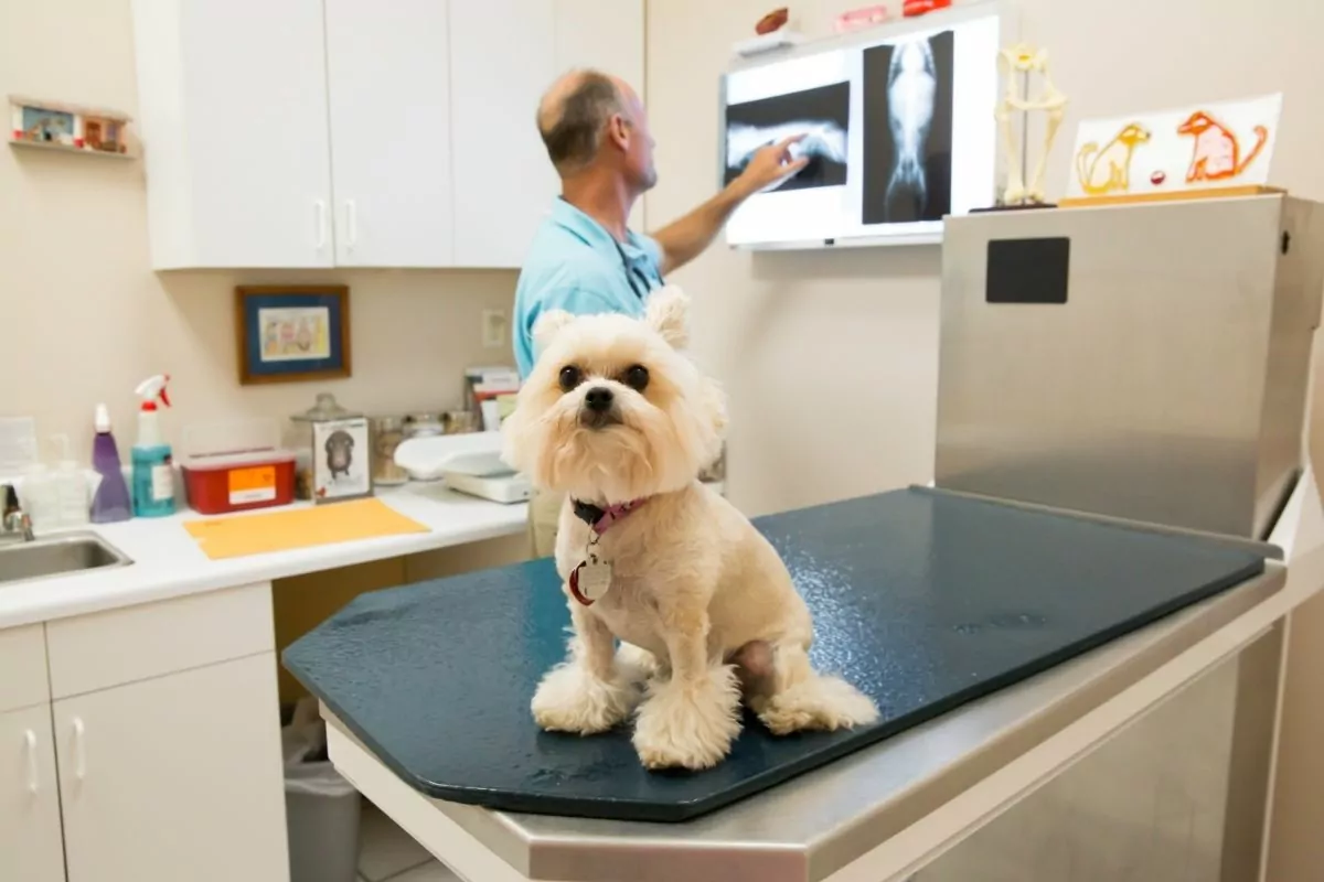 Veterinarian looking at a small dogs x-ray