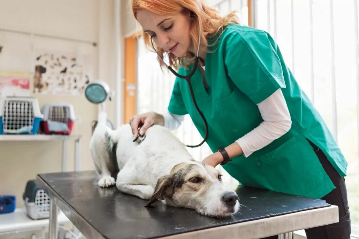 Veterinarian with stethoscope checking up dog