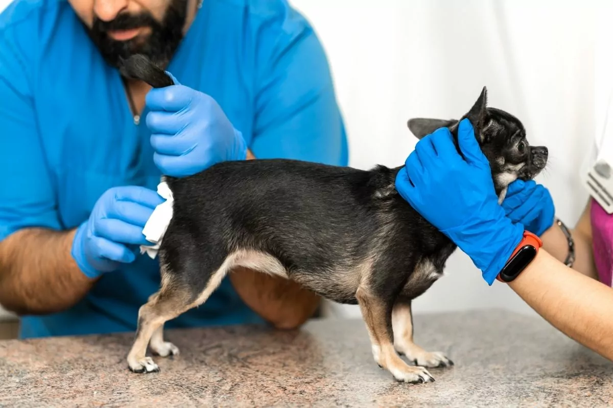 Veterinarians Clean the Paraanal Glands of a Dog