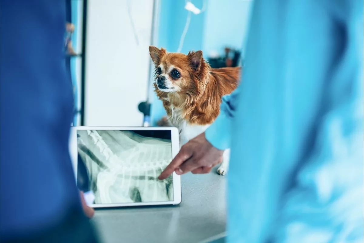 Veterinarians looking at a dog x-ray