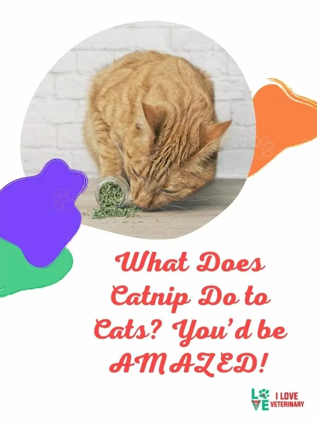 What Does Catnip Do to Cats? You’d be AMAZED!
