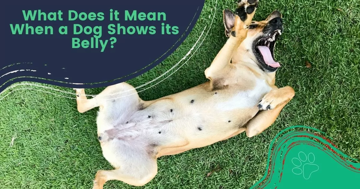 Dog Shows its Belly