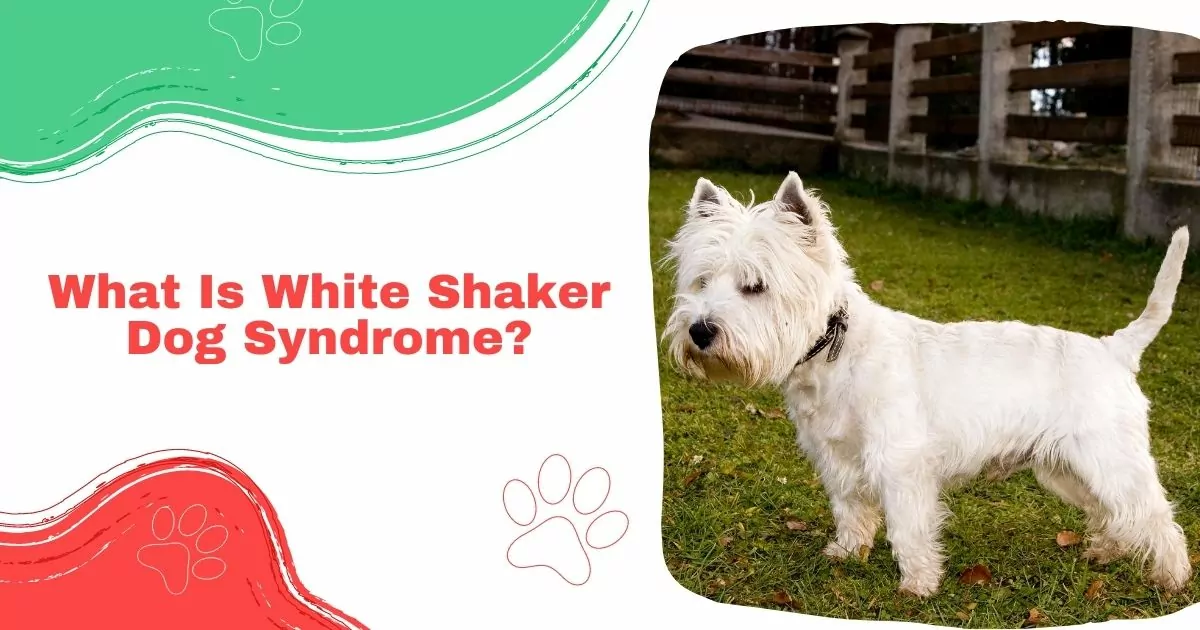 white shaker dog syndrome