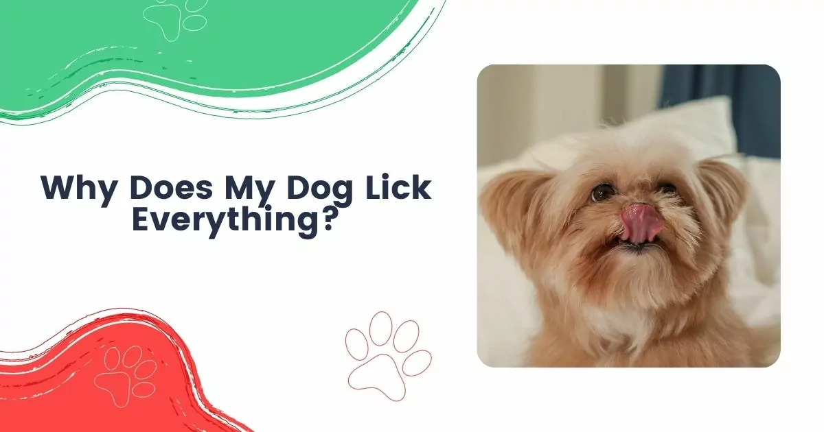 why does my dog lick everything