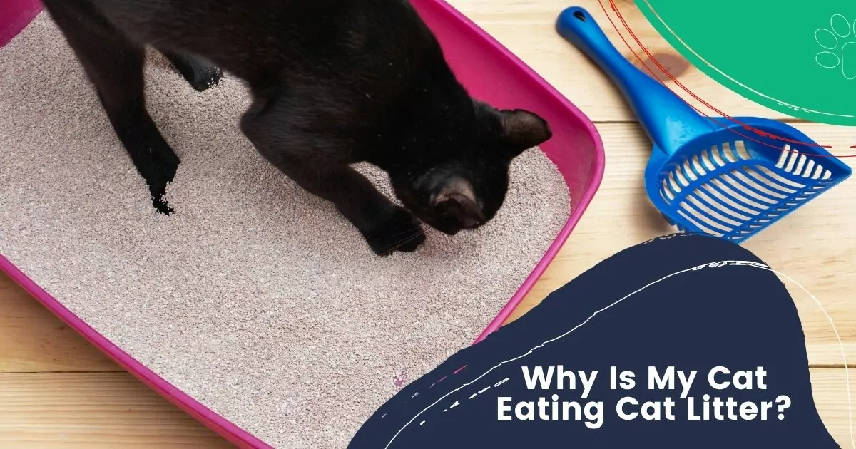 why is my cat eating cat litter