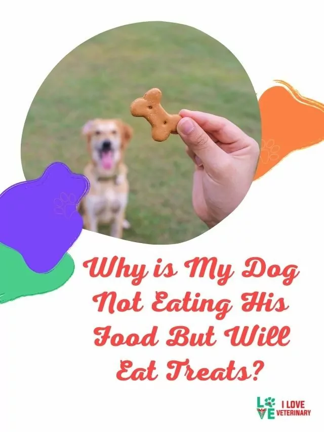 Why is My Dog Not Eating His Food But Will Eat Treats?
