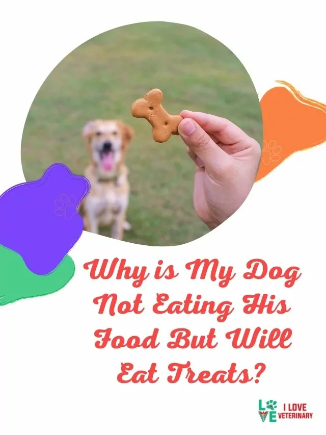 Why is My Dog Not Eating His Food But Will Eat Treats?