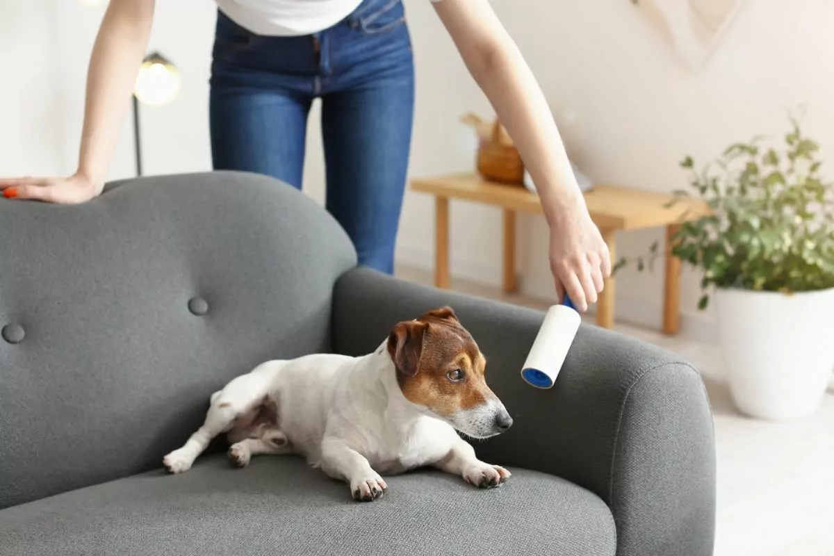Woman Cleaning Sofa with Dog