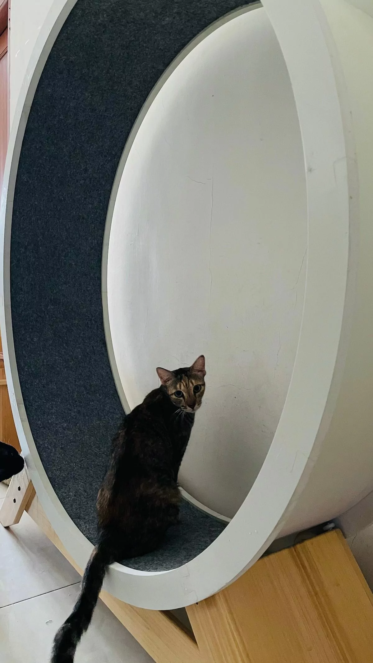 cat and exercising wheel