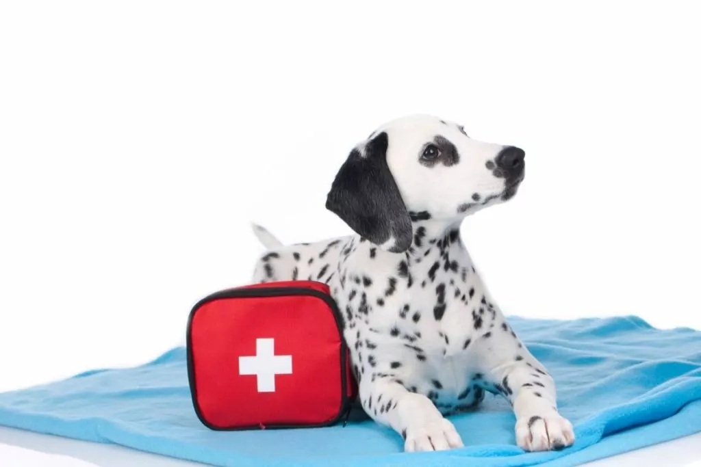 dalmatian beside first aid kit I Love Veterinary - Blog for Veterinarians, Vet Techs, Students