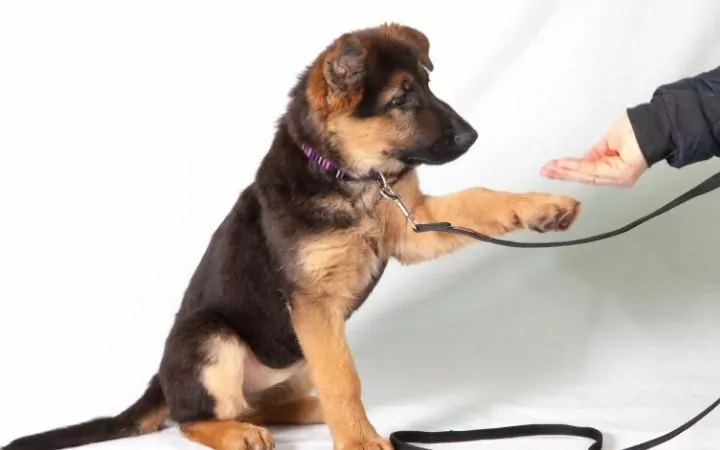 dog training education month