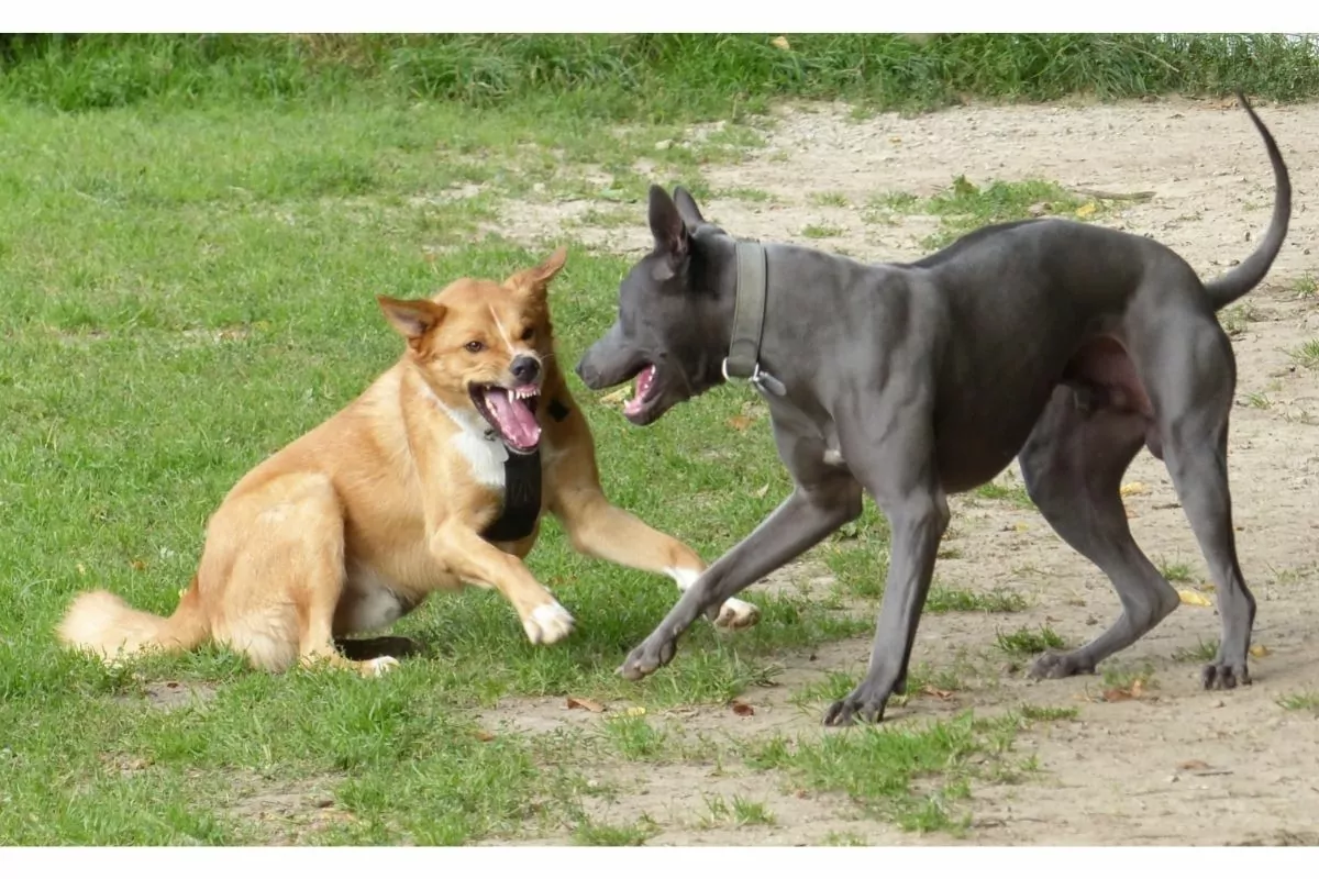 dominant behavior of a dog 