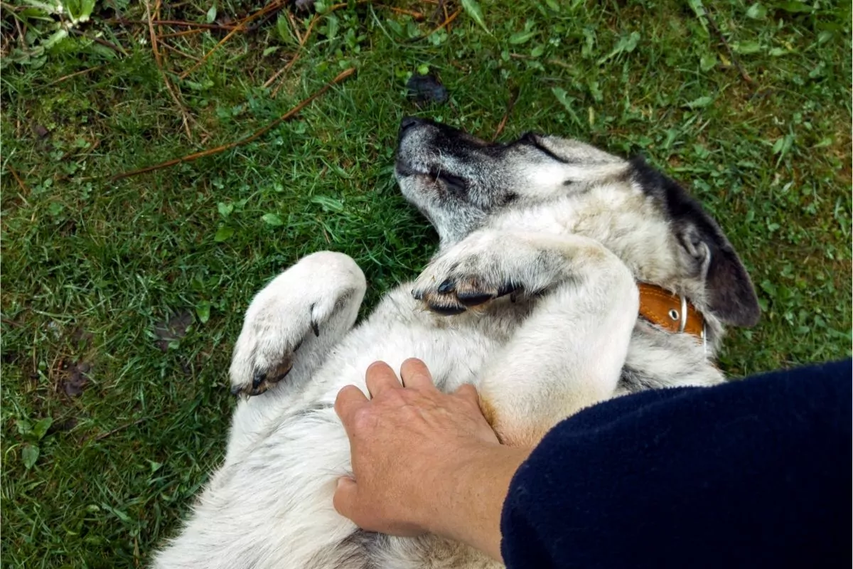 hand scratching dog belly