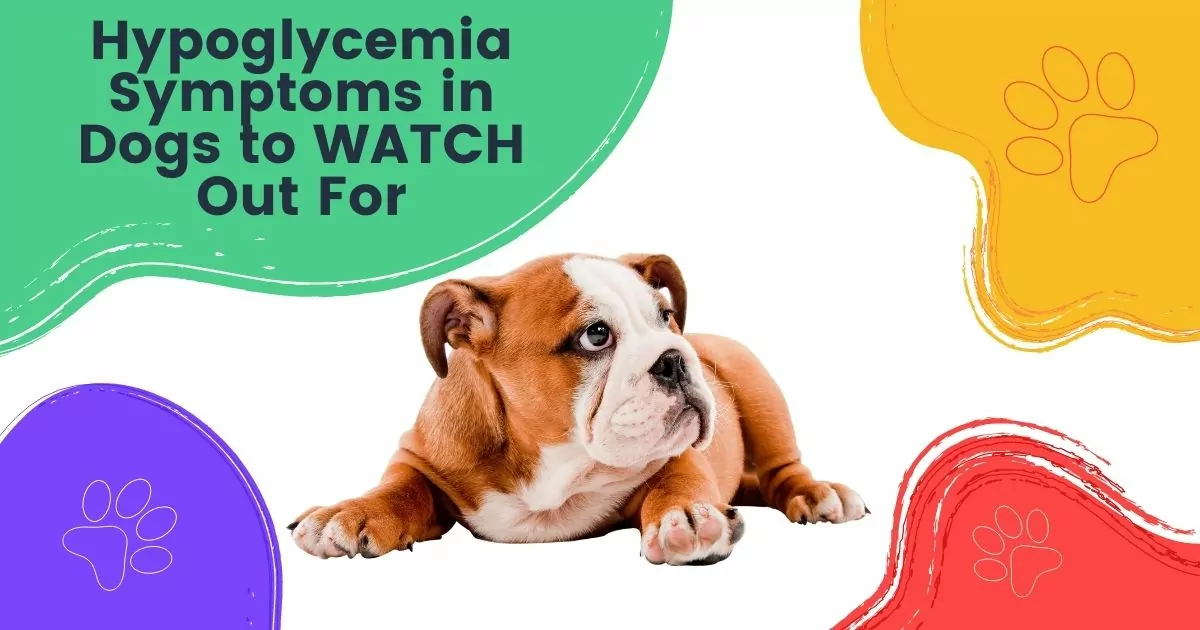 hypoglycemia symptoms in dogs