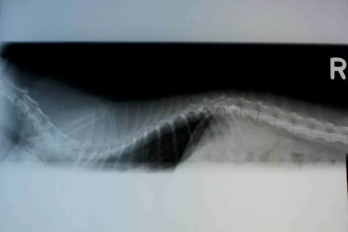 xray of dog spine
