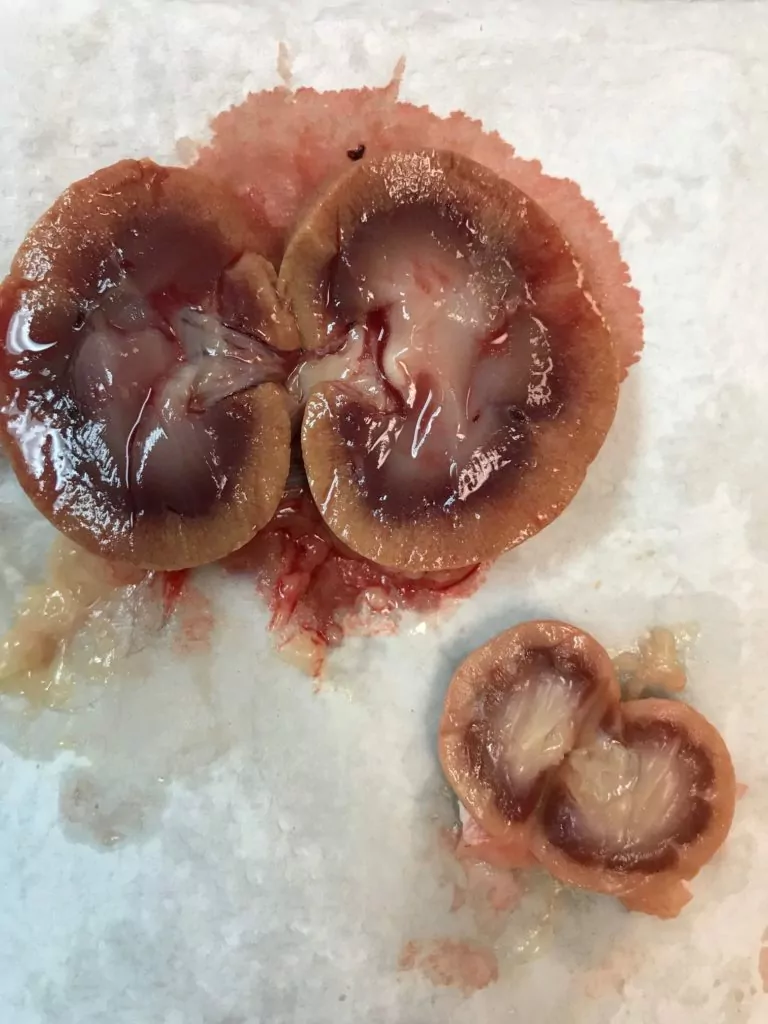 Disected dog kidneys with poisoning signs