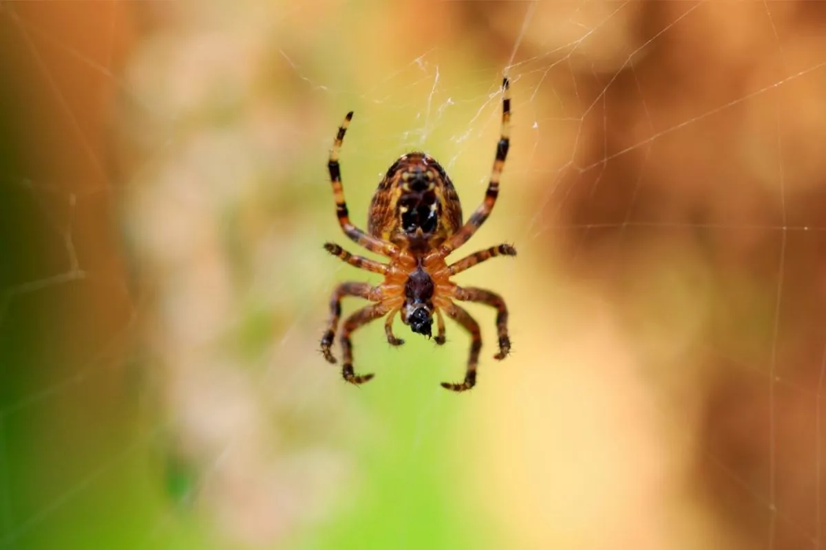 Brown Garden Spider